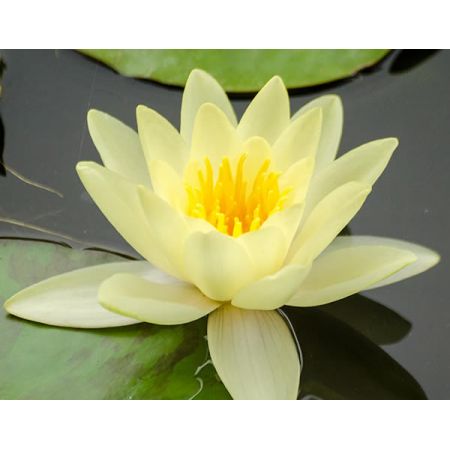 Nymphaea 'Marliacea Chromatella' (11cm pot)