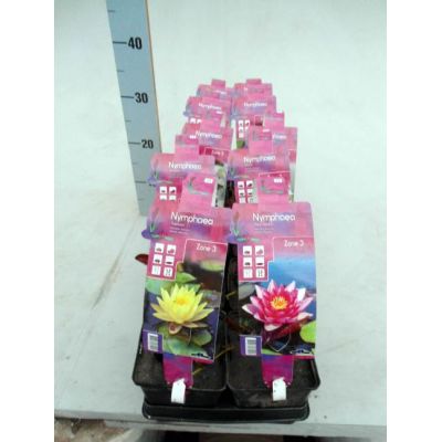 Nymphaea  mix (11cm pot)