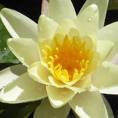 Nymphaea 'Moorei' - Photo courtesy of PickPik (CC0 1.0)