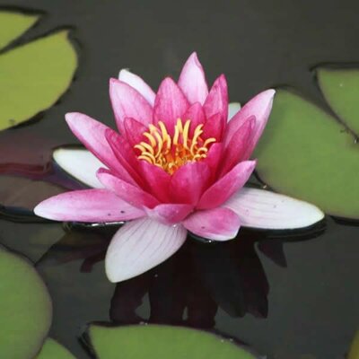 Nymphaea Pygmaea 'Rubra' - Photo By Sundance Raphael & MichaelFrey , used under CC-BY-3.0 