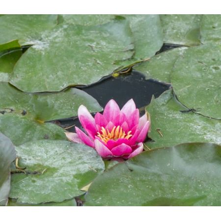 Nymphaea 'René Gérard' (11cm pot)