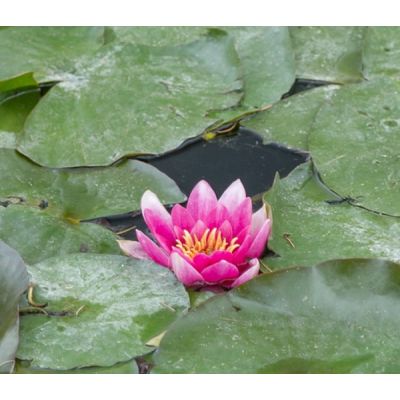 Nymphaea 'René Gérard' (11cm pot)