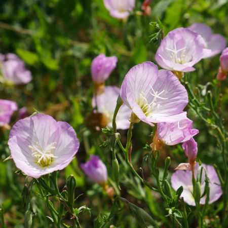 Oenothera “Twilight” - Photo courtesy of hippopx