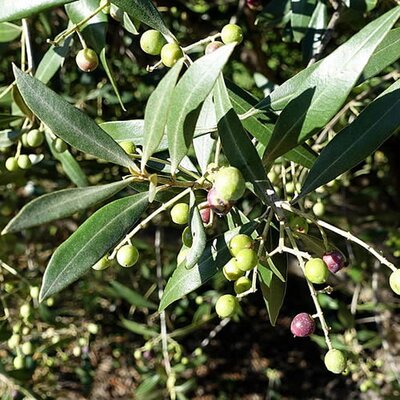 Olea Europaea 1/4 Std (18L pot)
