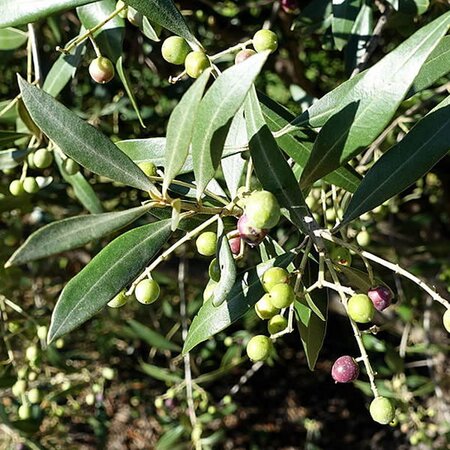 Olea Europaea Std   - Photo by Daderot (CC0 1.0)