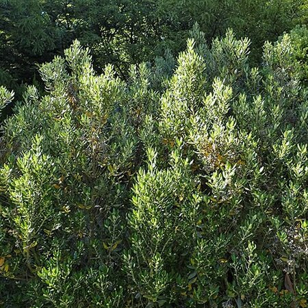 Olearia hastii - Photo by Krzysztof Ziarnek, Kenraiz (CC BY-SA 4.0)