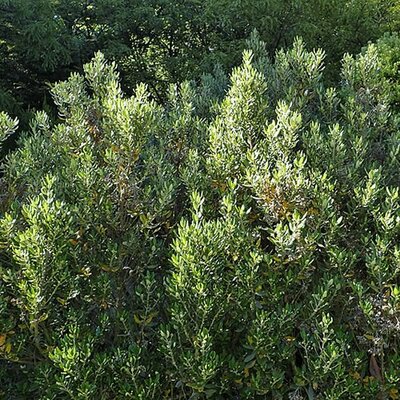 Olearia hastii - Photo by Krzysztof Ziarnek, Kenraiz (CC BY-SA 4.0)