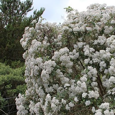Olearia Macrodonta - Photo by GerritR (CC BY-SA 4.0)