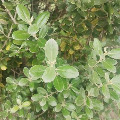 Olearia traversii - Photo by  Ulmaria Filipendula (CC BY-SA 2.0)