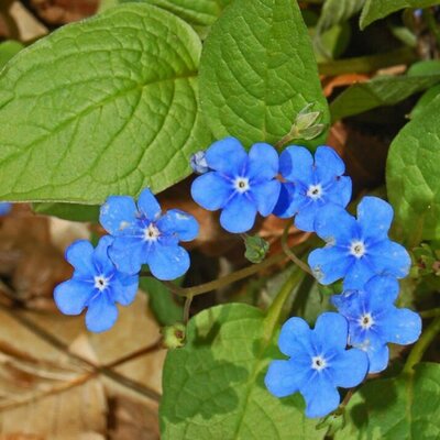 Omphalodes verna - Photo by Hectonichus (CC BY-SA 3.0)