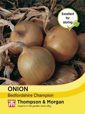 Onion Bedfordshire Champion - image 1