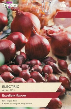 Onion Electric - Image courtesy of Taylor's Bulbs