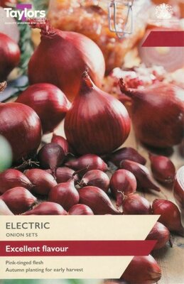 Onion Electric - Image courtesy of Taylor's Bulbs