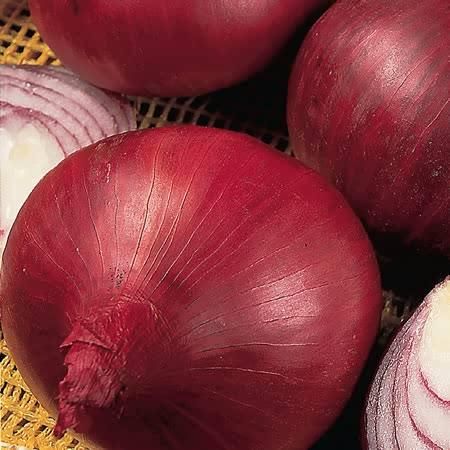 Onion Red Baron