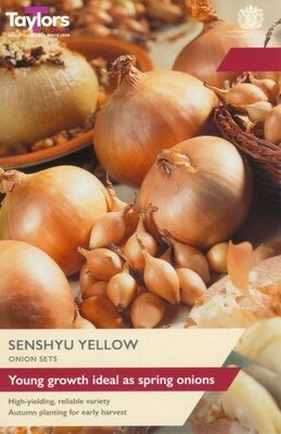 Onion Senshyu Yellow - Image courtesy of Taylor's Bulbs