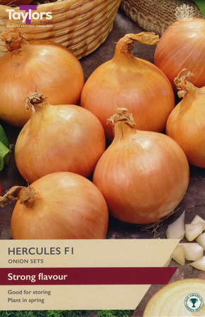 Onion Sets 'Hercules F1' - Image courtesy of Taylors Bulbs