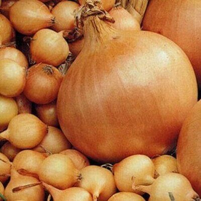 Onion Sets 'Radar' (75 bulbs)