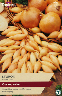 Onion Sets 'Sturon' - Image courtesy of Taylors Bulbs