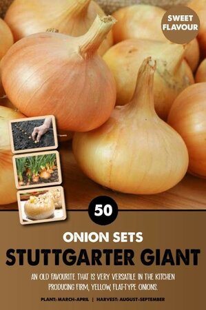 Onion Sets 'Stuttgarter Giant' - Image courtesy of Kapiteyn