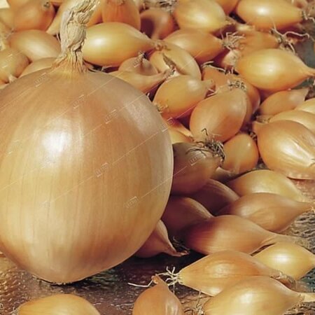 Onion Sets 'Troy' (75 bulbs)