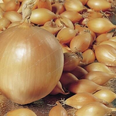 Onion Sets 'Troy' (75 bulbs)