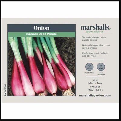 Onion Spring Deep Purple