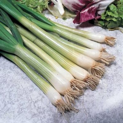 Onion Spring White Lisbon