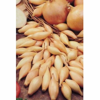 Onion: Sturon (50)