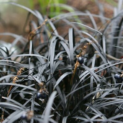 Ophiopogon nigrescens - Public Domain Image
