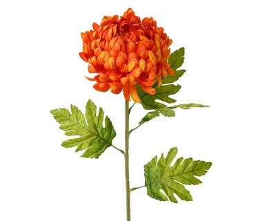 Orange Chrysanthemum on stem -Image courtesy of Kaemingk