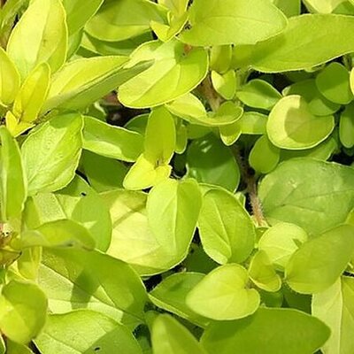 Oregano Golden - Photo by David J. Stang (CC bY-SA 4.0)