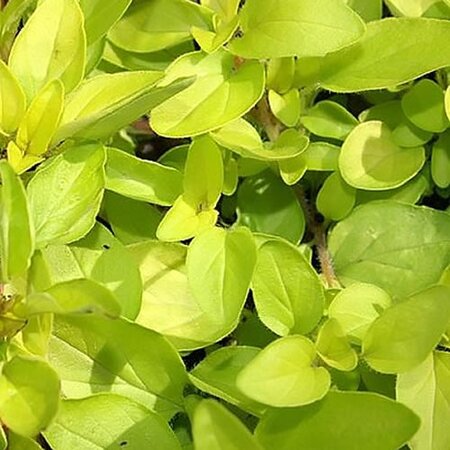 Oregano “Golden” - Photo by David J. Stang (CC bY-SA 4.0)