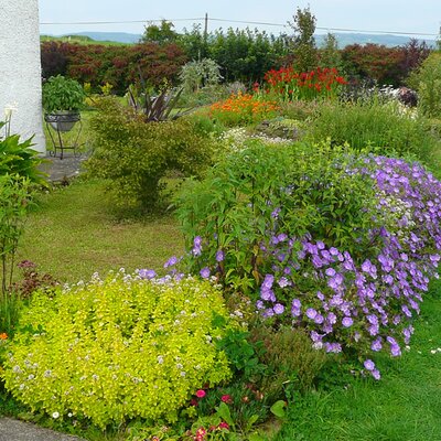 Oregano “Golden” (Bottom Left) - RY, Ardcarne Garden Centre.