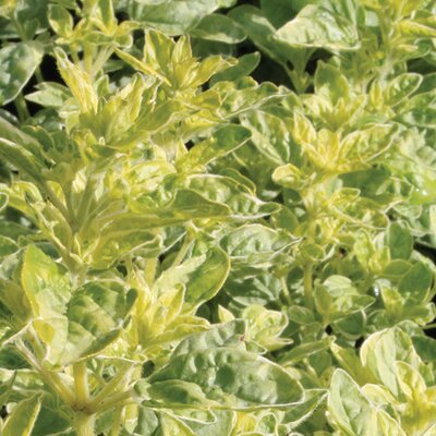 Oregano 'County Cream' - Image courtesy of Schram Plants