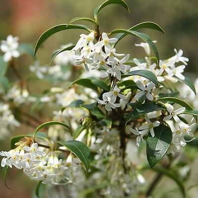 Osmanthus Burkwoodii (3L pot)