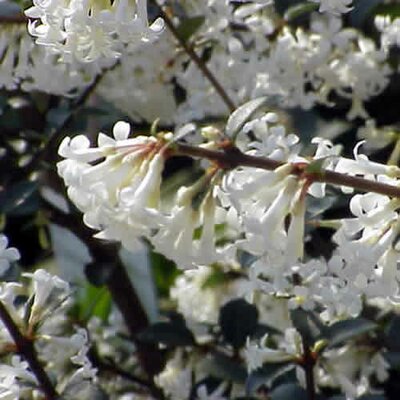 Osmanthus 'Delavyii' - Photo by Caliban (GFDL)