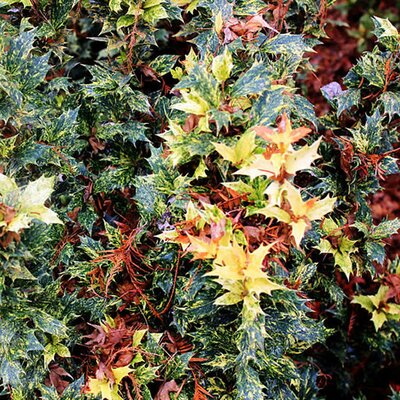 Osmanthus 'Goshiki' - Photo by Yinan Chen (CC0)