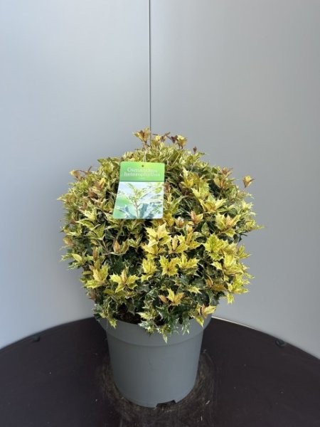 Osmanthus Heterophyllus 'Goshiki' - Image courtesy of Impulse Plants