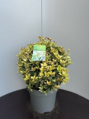 Osmanthus Heterophyllus 'Goshiki' - Image courtesy of Impulse Plants