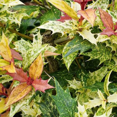 Osmanthus 'Tricolor' - Public Image Derivative Under Fair Use