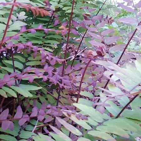 Osmunda 'Purpurascens' (2L pot)