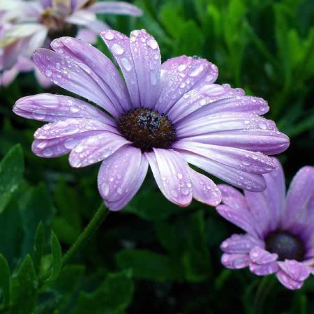 Osteospermum "Flower Power Blue" - Image courtesy of piqsels