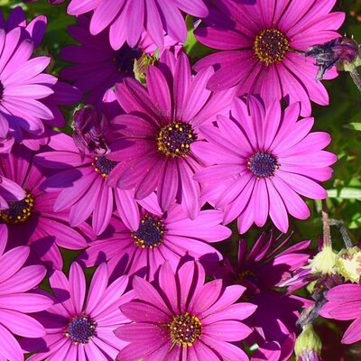 Osteospermum 'In the Pink' - Image by Thanasis Papazacharias from Pixabay 