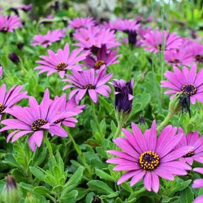 Osteospermum jucundum - Image by Dimitris Vetsikas from Pixabay 