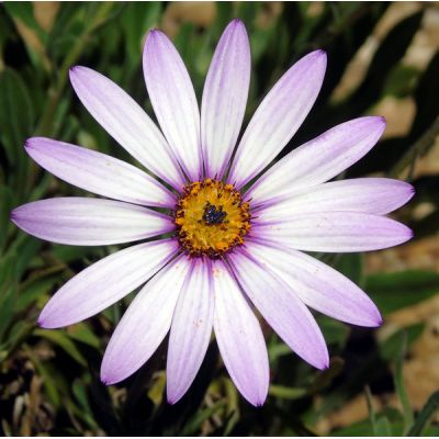 Osteospermum “Lady Leitrim” - Image by Gary Chambers from Pixabay 