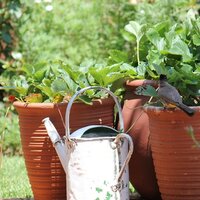 Outdoor Pots & Containers