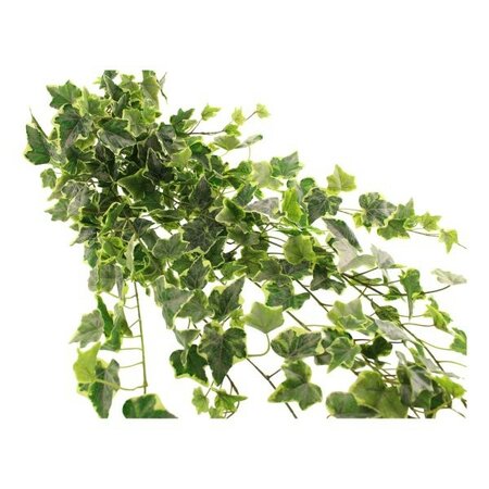 Outdoor Variegated Ivy Trailing Bush -Image courtesy of Sage Décor
