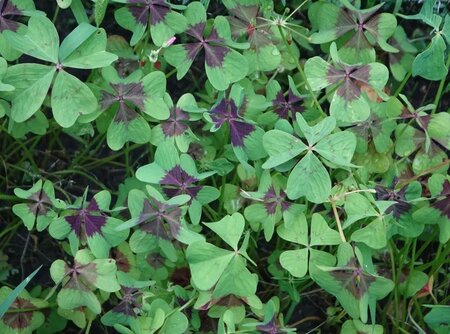 Oxalis deppei - Image courtesy of Chlorobase (CC BY-SA 4.0)