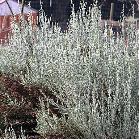 Ozothamnus 'Sussex Silver' (2L pot)