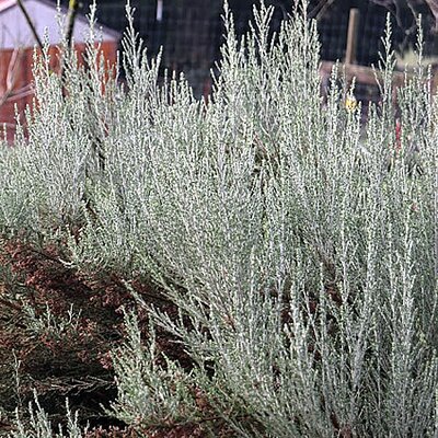 Ozothamnus 'Sussex Silver' (2L pot)